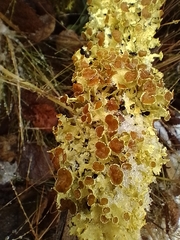 Vulpicida juniperinus