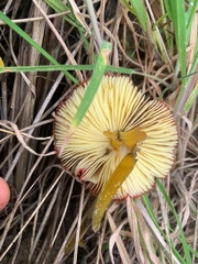 Hygrocybe conicoides