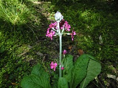 Primula pulverulenta