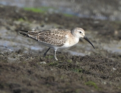 Calidris ferruginea