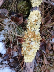 Vulpicida juniperinus