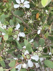 Leptospermum laevigatum