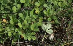 Potentilla cinerea