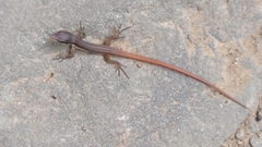 Takydromus