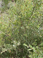 Leptospermum laevigatum