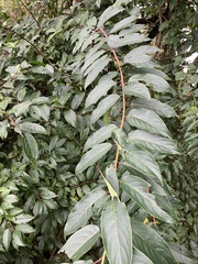 Stachyurus himalaicus