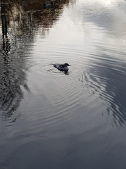 Mergus merganser