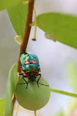 Scutiphora pedicellata