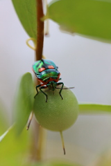 Scutiphora pedicellata
