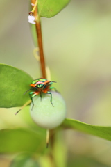 Scutiphora pedicellata