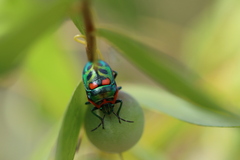 Scutiphora pedicellata