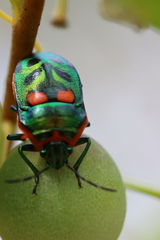 Scutiphora pedicellata