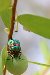 Scutiphora pedicellata