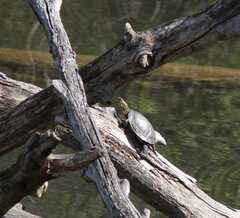 Emys orbicularis orbicularis