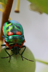 Scutiphora pedicellata