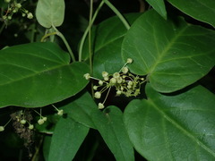 Vincetoxicum hirsutum