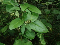 Vincetoxicum hirsutum