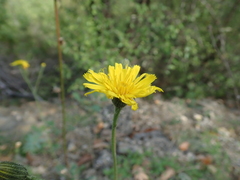 Pilosella officinarum