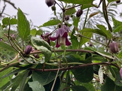 Clematis lasiandra