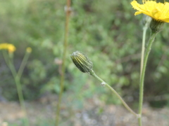 Pilosella officinarum