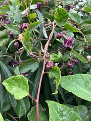 Clematis lasiandra