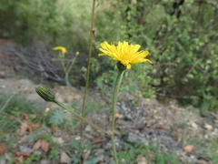 Pilosella officinarum