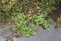 Scrophularia umbrosa