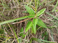Croton bonplandianus