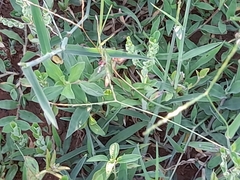 Atractomorpha lata