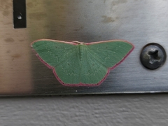 Chlorocoma cadmaria