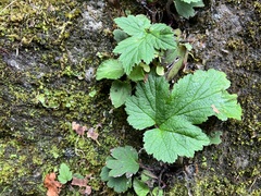 Eriocapitella vitifolia