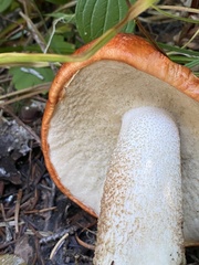 Leccinum manzanitae