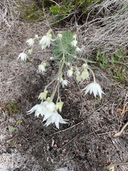 Actinotus helianthi