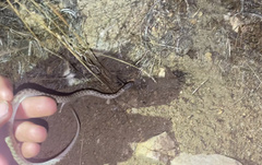 Hypsiglena chlorophaea