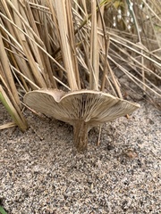 Melanoleuca cinereifolia