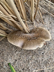 Melanoleuca cinereifolia
