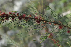 Allocasuarina paradoxa