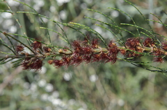 Allocasuarina paradoxa