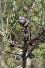 Allocasuarina paradoxa