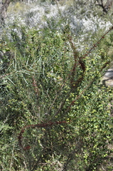 Allocasuarina paradoxa
