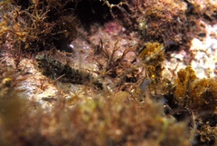 Bathygobius krefftii