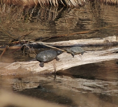 Emys orbicularis orbicularis