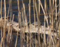 Emys orbicularis orbicularis