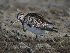 Calidris falcinellus