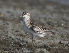 Calidris falcinellus