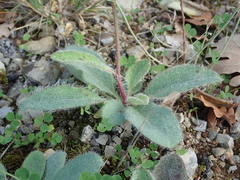 Pilosella officinarum