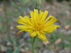 Pilosella officinarum