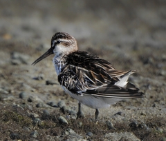 Calidris falcinellus