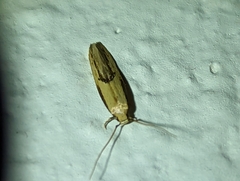 Elasmopalpus lignosella