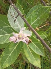 Calotropis gigantea